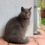 British Shorthair Cat care: breed hygiene and grooming