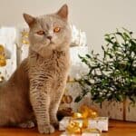 British Shorthair Cat health: common diseases of the breed