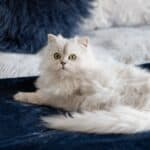 Burmilla Longhair Cat care: grooming and hygiene of the breed