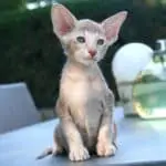 Care of the Oriental Shorthair: brushing, bathing, cleaning, grooming tips