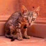 Cat is too thin: causes of weight loss and remedies