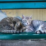 Cat poisoning: causes, symptoms, treatment
