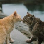 Coexistence of FeLV cat and healthy cat: the strategies to be adopted