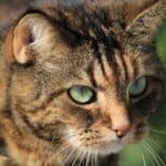 Coloboma of the cat's iris: diagnosis, causes and treatment for this eye disease