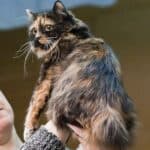 Cymric Cat care: hygiene and grooming tips