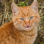 Dental malocclusion in cats: signs, causes and remedies for this anomaly of the teeth
