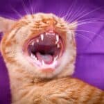 Discolored Cat Teeth: what they indicate and what to do