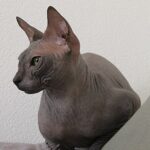 Donskoy cat health: most common diseases in this breed