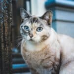 Emergencies in the Elderly Cat: all you need to know