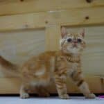 Exotic Shorthair Cat health: common diseases of the breed