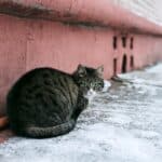 Fatty liver in cats: what it is, causes, symptoms, treatment