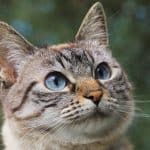 Feline leukemia: causes, symptoms, diagnosis, treatment