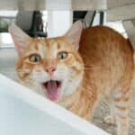 Gingivitis in cats: causes, symptoms, remedies