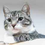 Heart failure in cats: causes, symptoms and treatment