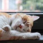 How long does a cat sleep? The sleep needs for kittens, adults and the elderly cat