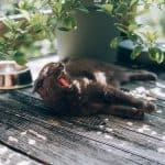 Hyperkeratosis in cats: what is important to know for cats