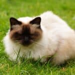 Intertrigo in cats: what it is, treatment and which breeds are most affected