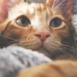 Intraocular tumors in cats: causes, treatment