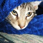 Is your cat feeling cold? Understanding his signs and helping it in winter season