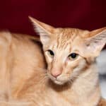 Javanese Cat care: brushing, bathing, grooming tips