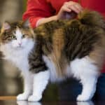 Kurilian Bobtail Cat care: from hygiene to grooming