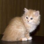 Kurilian Bobtail Longhair Cat care: brushing, hygiene, cleaning