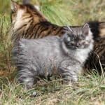 Kurilian Bobtail Longhair Cat health: the list of common diseases