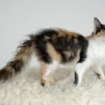 LaPerm Shorthair Cat care: brushing, bathing, grooming tips