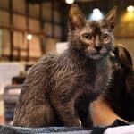 Lykoi Cat care: from grooming to bathing this breed