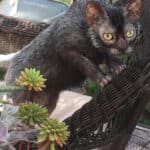 Lykoi Cat health: the main diseases of this cat breed
