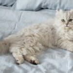 Minuet Cat health: the most common diseases in this cat breed
