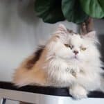Minuet Longhair Cat health: the list of common diseases of the breed