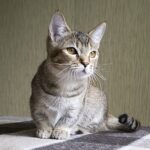 Munchkin Cat care: from grooming to bathing this breed