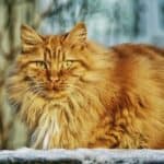 Norwegian Forest Cat care: from grooming to bathing