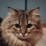 Norwegian Forest Cat health: main diseases of the breed