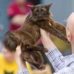 Oriental Longhair cat care: from grooming to bathing