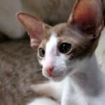 Oriental Shorthair Cat health: The list of common diseases of the breed