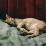 Paraneoplastic syndrome in cats: what is important to know