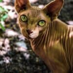 Peterbald Cat care: from grooming to hygiene of this breed