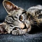 Polyuria and Polydipsia in cats: causes, symptoms and treatments