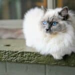 Ragdoll Cat care: from grooming to bathing