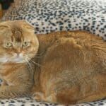 Scottish Fold Cat health: the common diseases of this breed