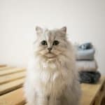 Selkirk Rex Longhair Cat care: from grooming to bathing