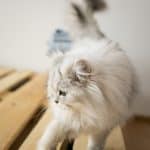 Selkirk Rex Longhair Cat health: common diseases in the breed