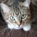 Stereotypies or Repetitive behaviours in cats: what they are and how they can be treated