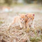 Stimulating a kitten to defecate: how to help your little cat get rid of constipation