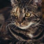 Strongyls in Cats: causes, symptoms and treatment of the disease