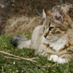 Sudden Cat Death: The Most Common Causes