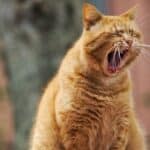Tartar in Cats: the causes and remedies