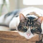 The elderly cat has pain in the paws: reasons and what to do